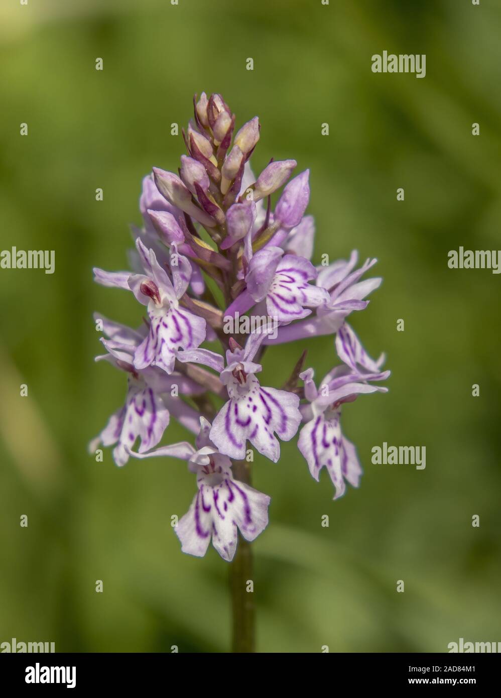 Comune di maculato orchid 'Dactylorhiza fuchsii' Foto Stock