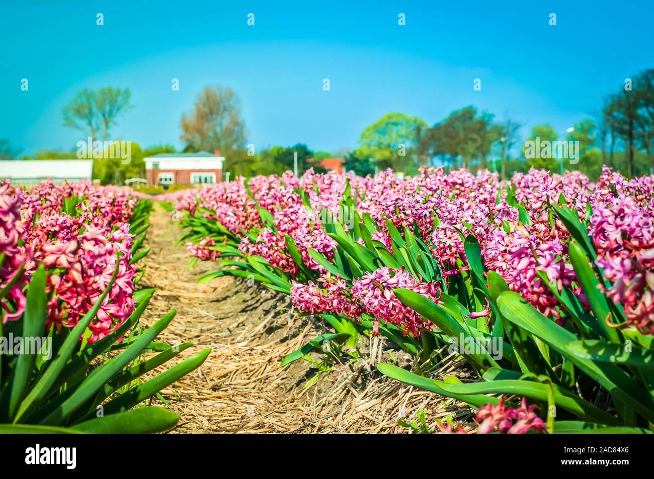 Un campo di giacinto rosa in Olanda, vista dalla parte inferiore. Profondità di campo. Focus sul foregrou Foto Stock