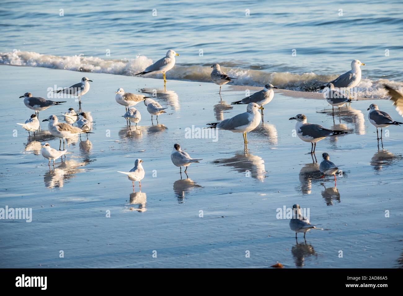 Stormo di uccelli osservati volare alto sopra il cielo di Anna Maria Island, Florida Foto Stock