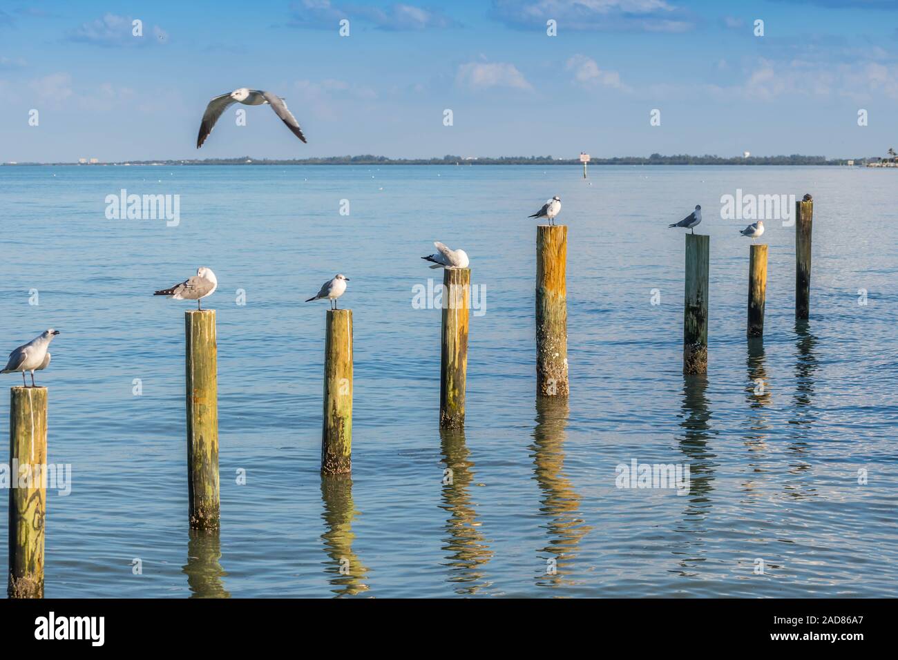 Un bianco e grigio Gabbiano ridere di Anna Maria Island, Florida Foto Stock