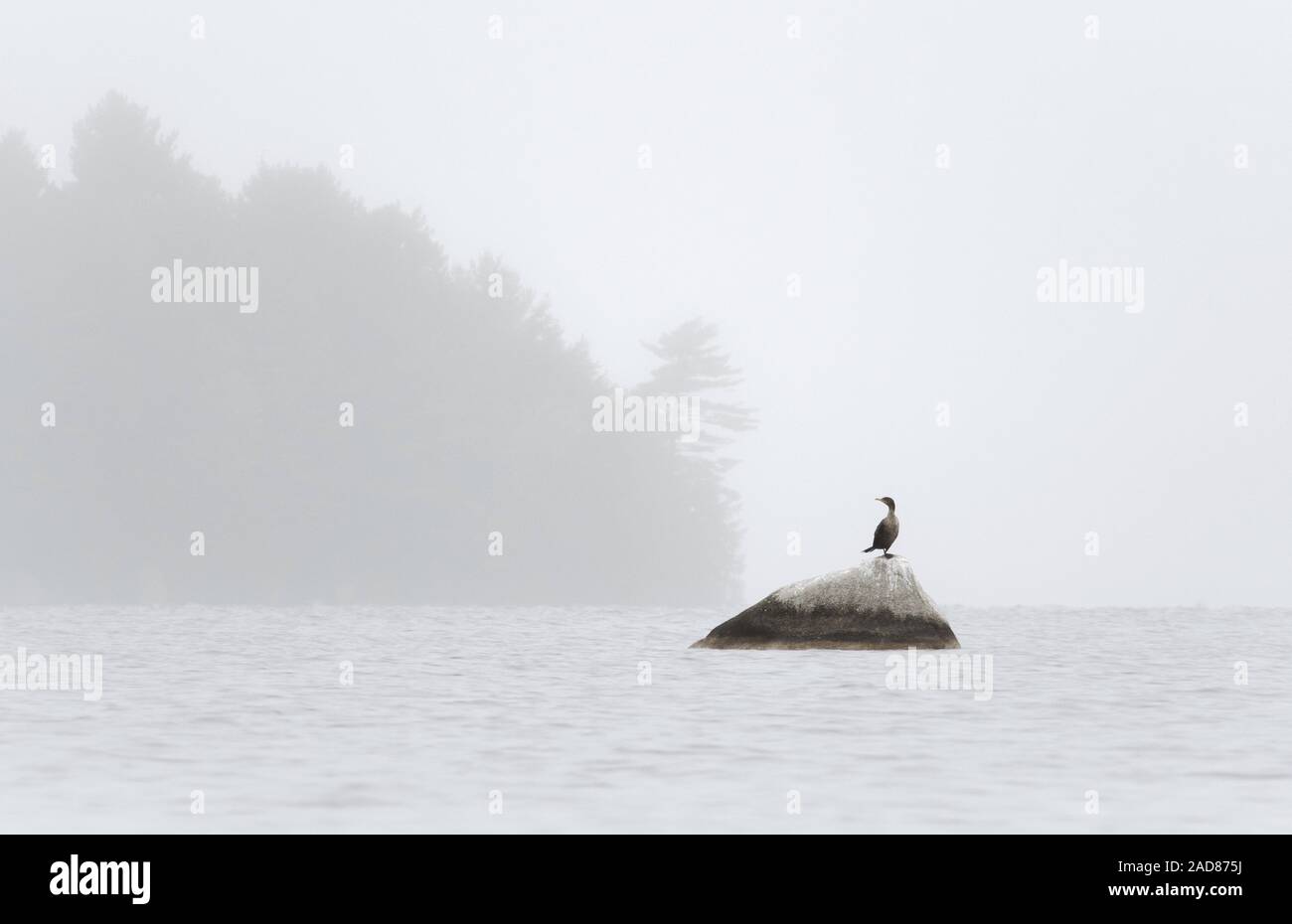 Un Cormorano è pronto togliere dopo essiccamento le sue ali su di una roccia. Foto Stock