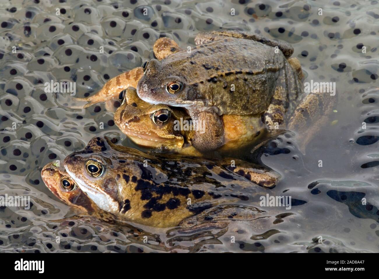 Rane comuni (Rana temporaria). Due coppie in amplexus in mezzo frog spawn, Lai da altri in un laghetto in giardino. Molla. Regno Unito. Foto Stock