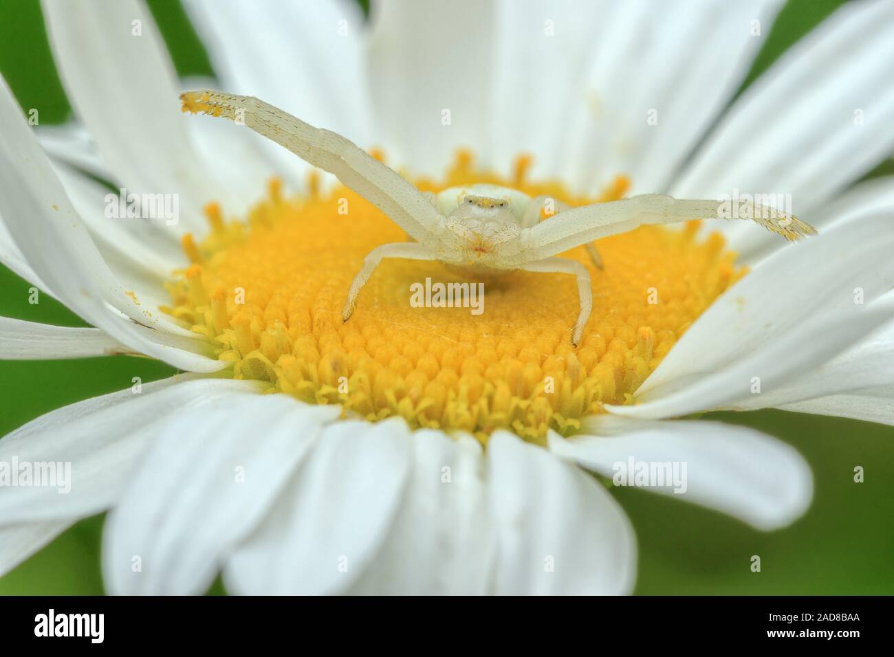 Un oro ragno granchio su una margherita. Foto Stock