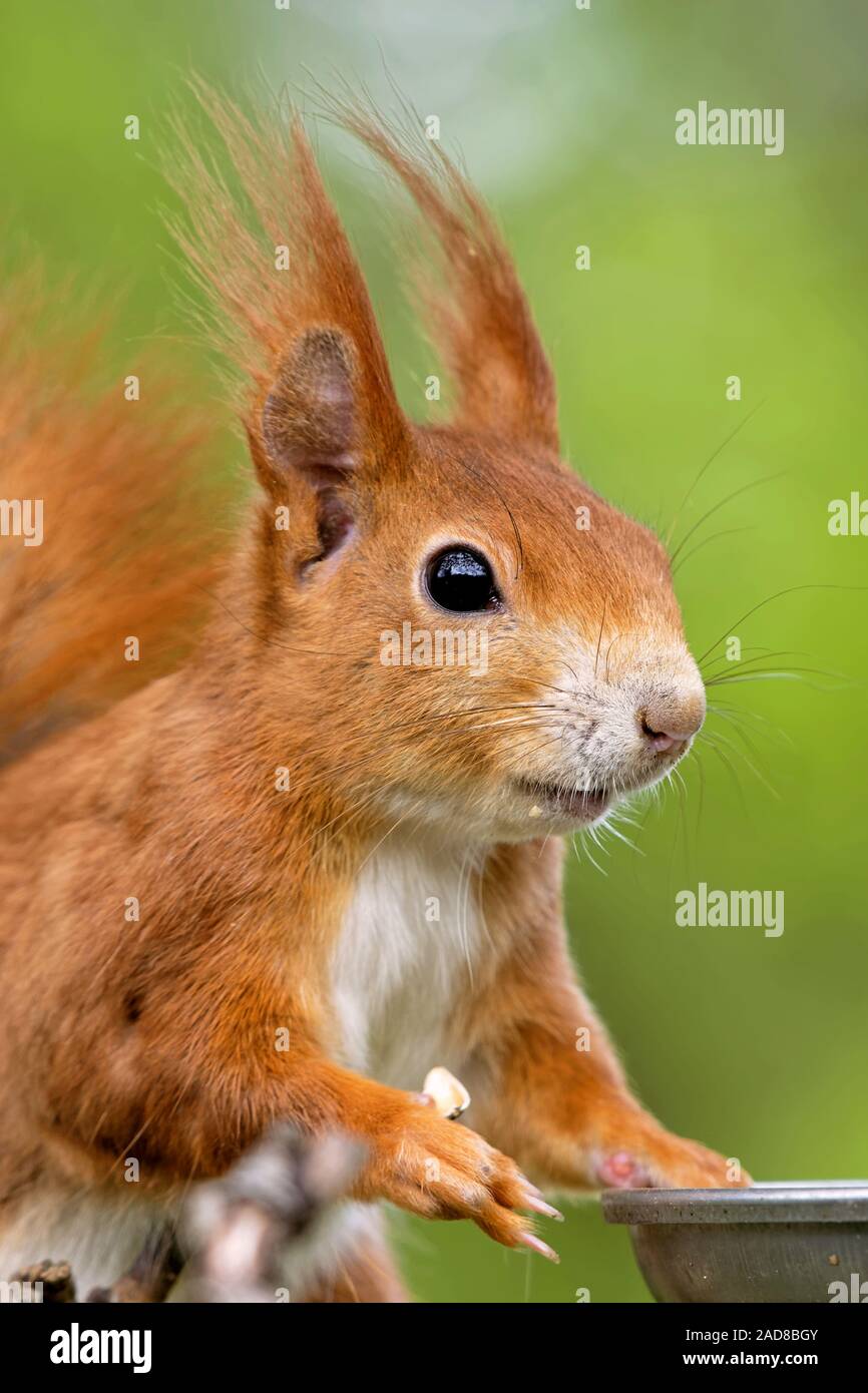 Scoiattolo rosso mangiare semi di uccello Foto Stock