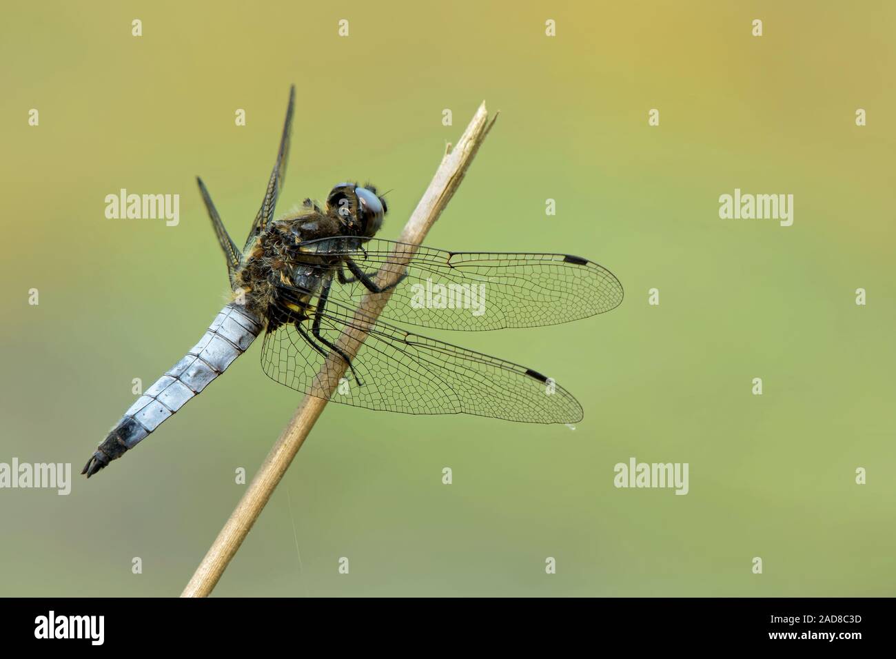 Chaser scarse Foto Stock