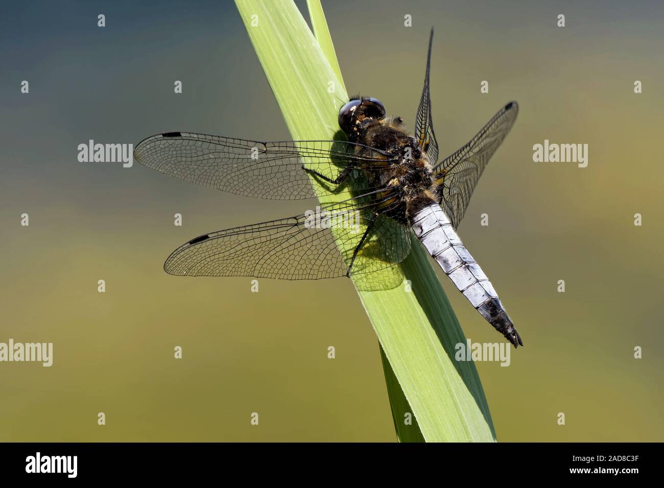 Chaser scarse Foto Stock