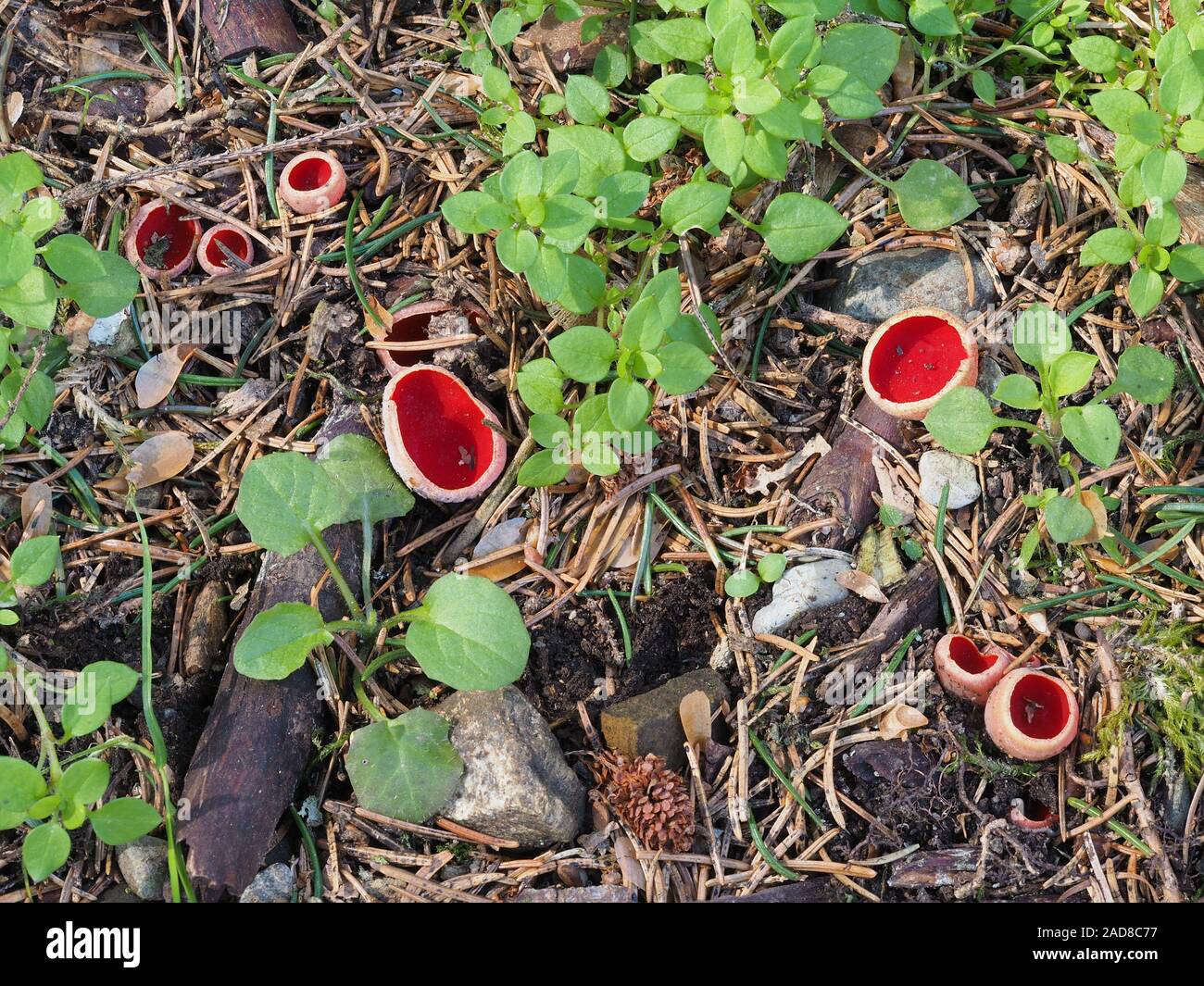 Scarlet elf cup, Sarcoscypha coccinea Foto Stock