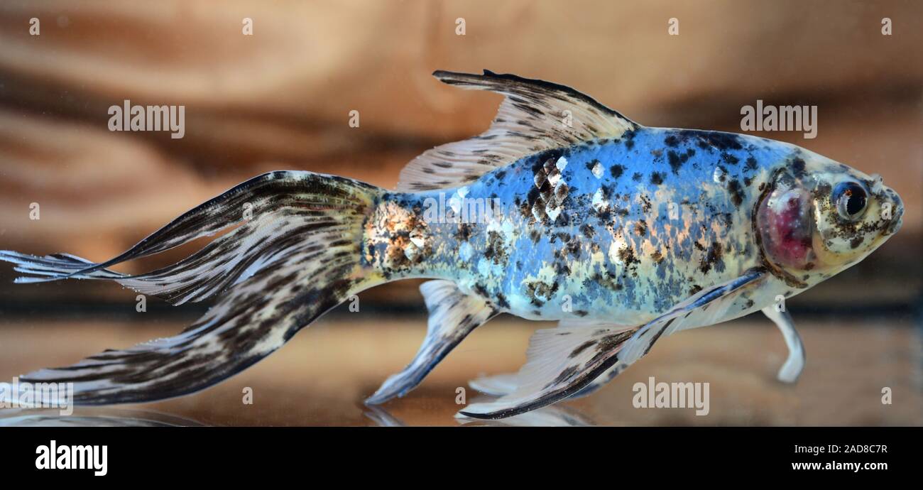Il Blauer Shubunkin Goldfisch, Goldfish, Carassius auratus Foto Stock