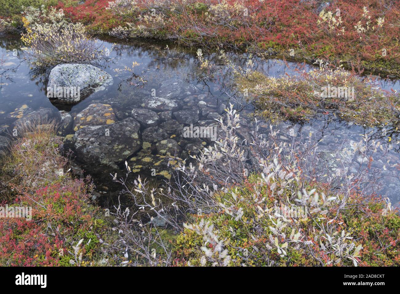 I colori autunnali accanto ad un laghetto, Dundret riserva naturale, Gellivare, Lapponia, Svezia Foto Stock