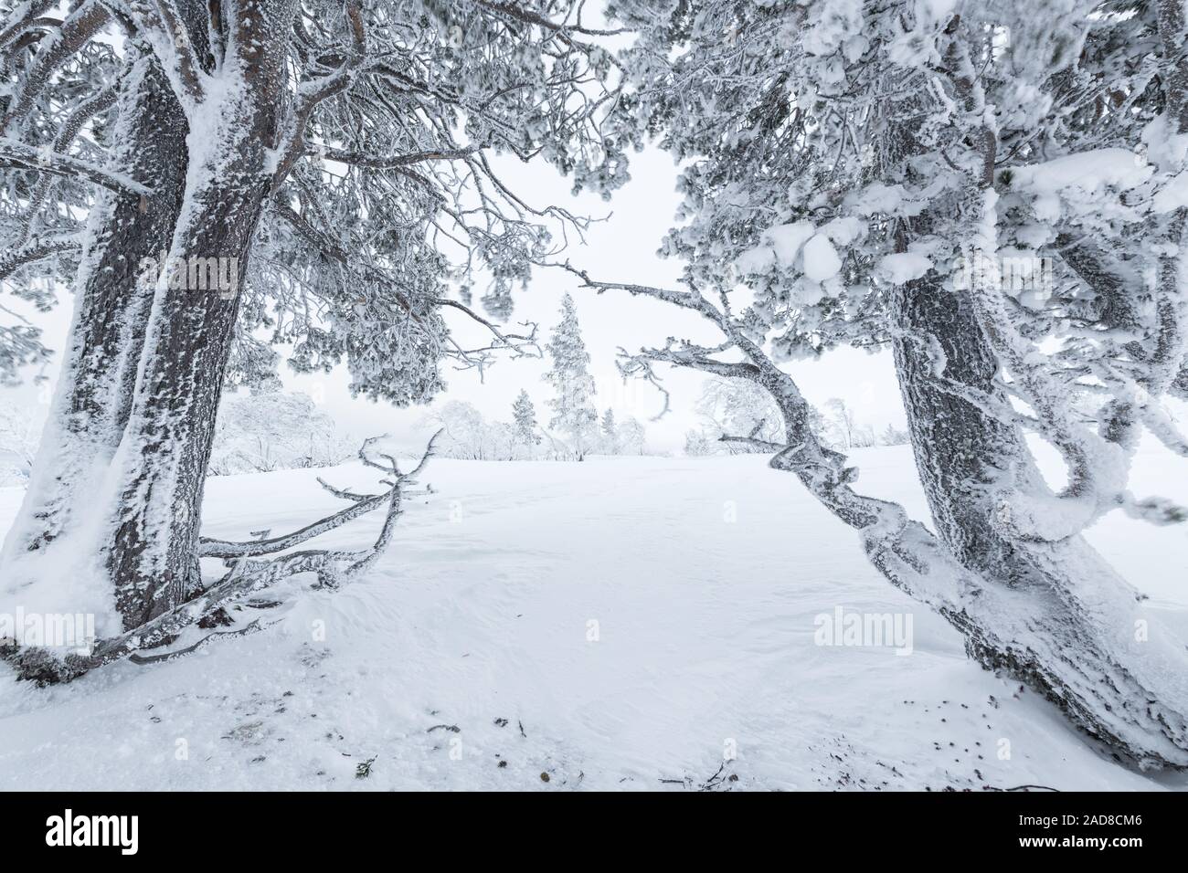 Coperta di neve pini, Dundret riserva naturale, Gellivare, Lapponia, Svezia Foto Stock