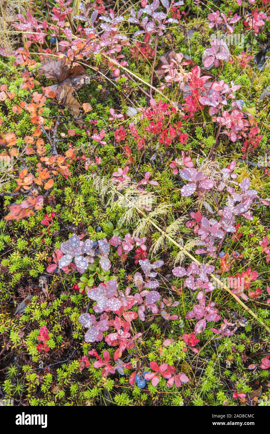 I colori autunnali sul terreno, Dundret riserva naturale, Gellivare, Lapponia, Svezia Foto Stock