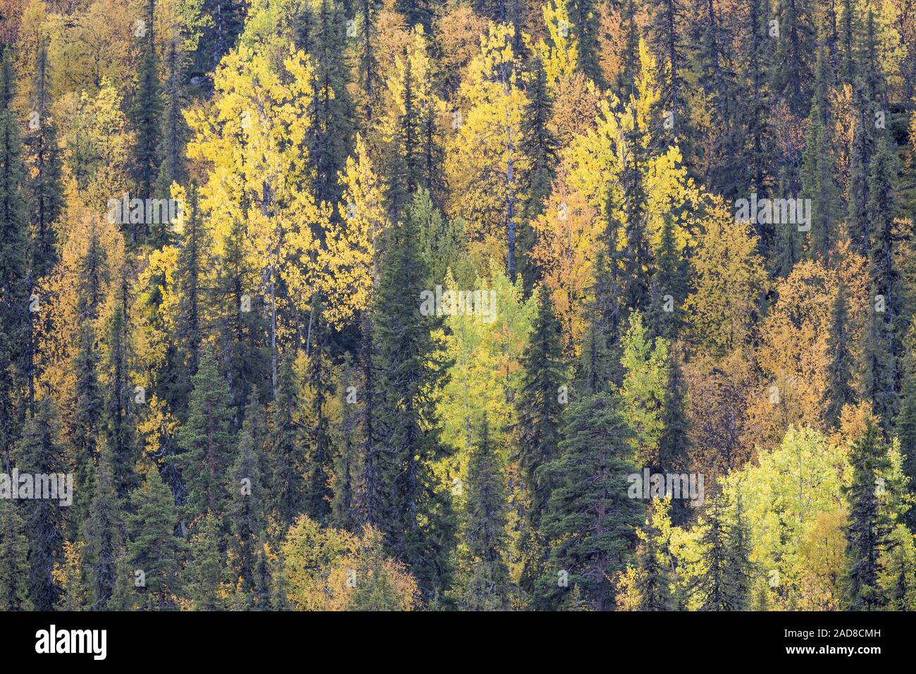 Bosco autunnale, Dundret riserva naturale, Gellivare, Lapponia, Svezia Foto Stock