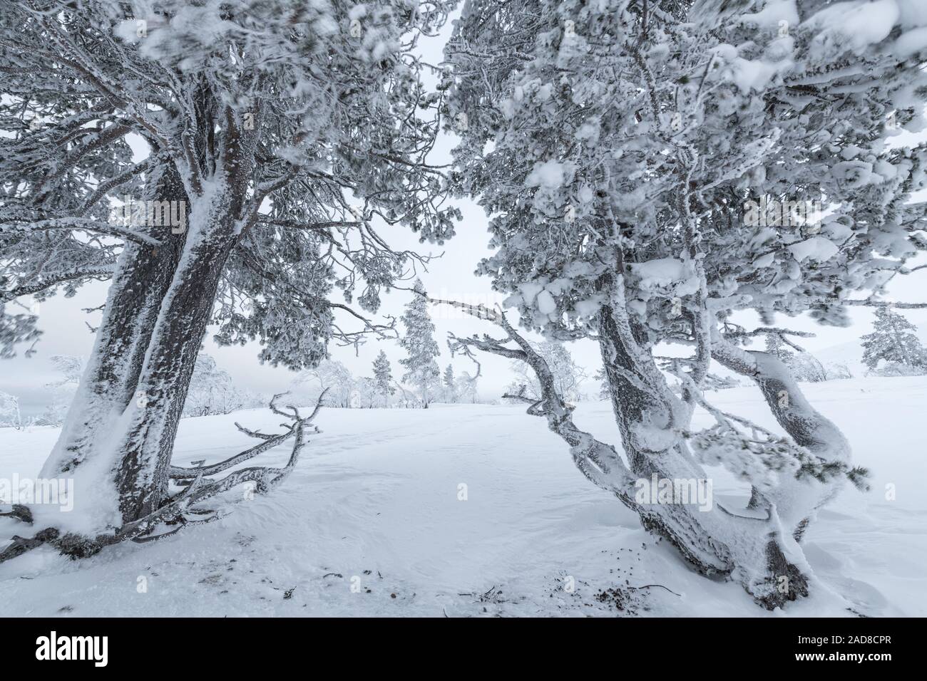 Coperta di neve pini, Dundret riserva naturale, Gellivare, Lapponia, Svezia Foto Stock