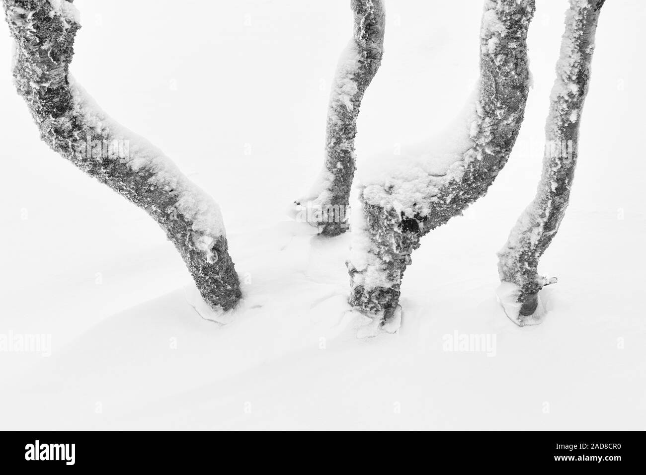 Coperta di neve betulle, Dundret riserva naturale, Gellivare, Lapponia, Svezia Foto Stock