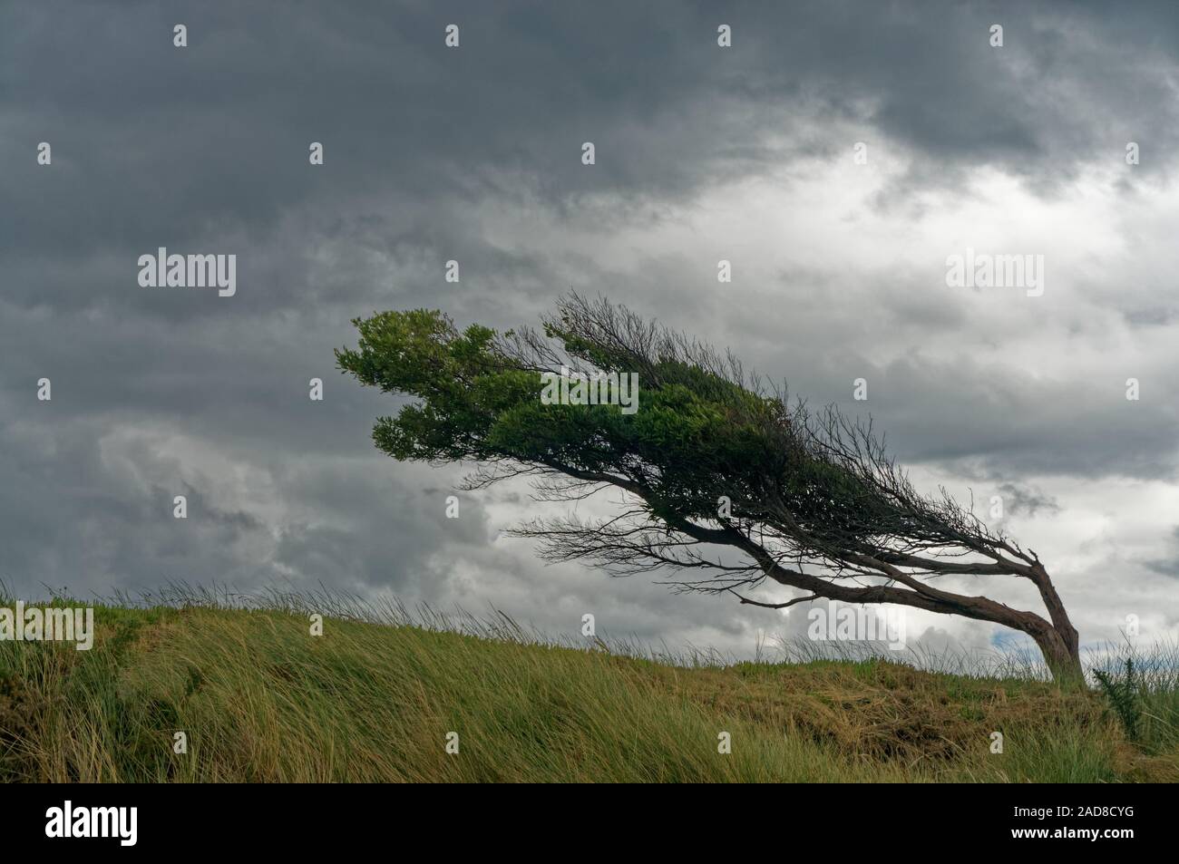 Tree piegati ma non spezzati dal vento, Pohara, Golden Bay, regione Tasmania, Nuova Zelanda. Foto Stock