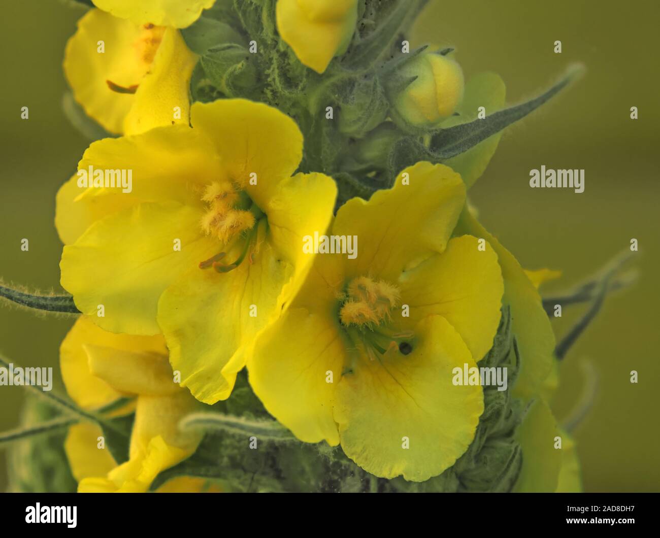 Mullein densa 'Molène densiflorum' Foto Stock