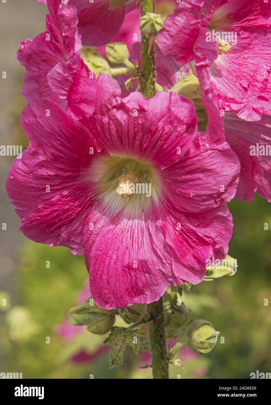 Hollyhock comune "Alcea rosea' Foto Stock
