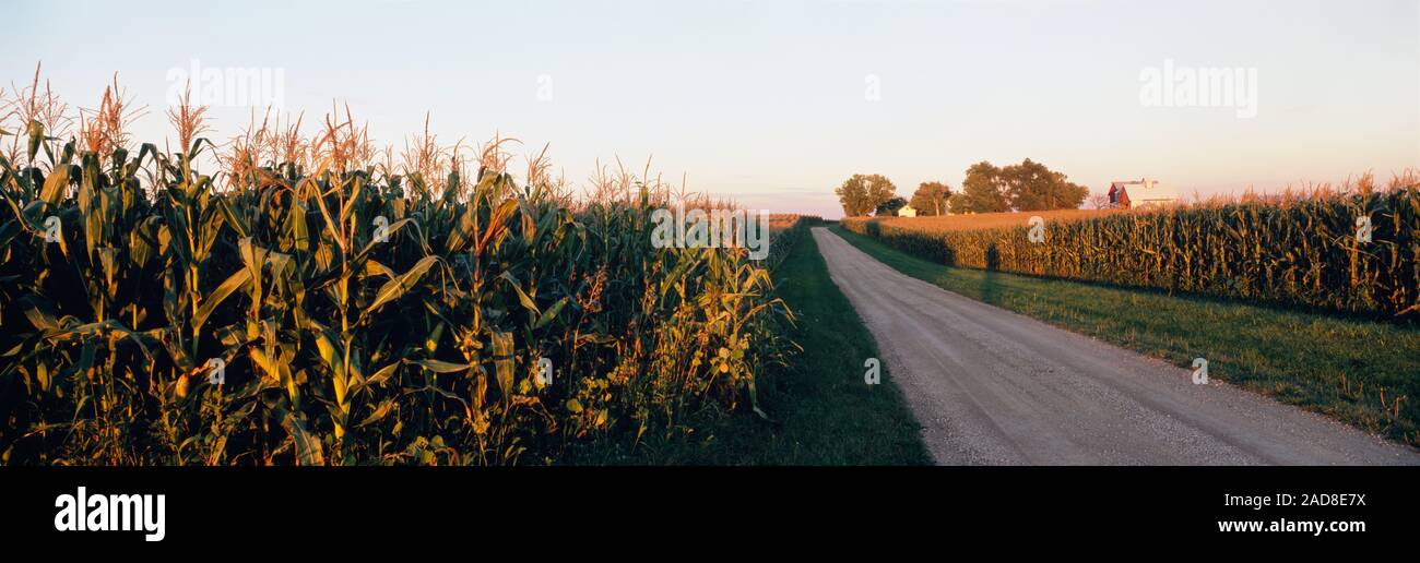 Strada sterrata che passa attraverso i campi, Illinois, Stati Uniti d'America Foto Stock