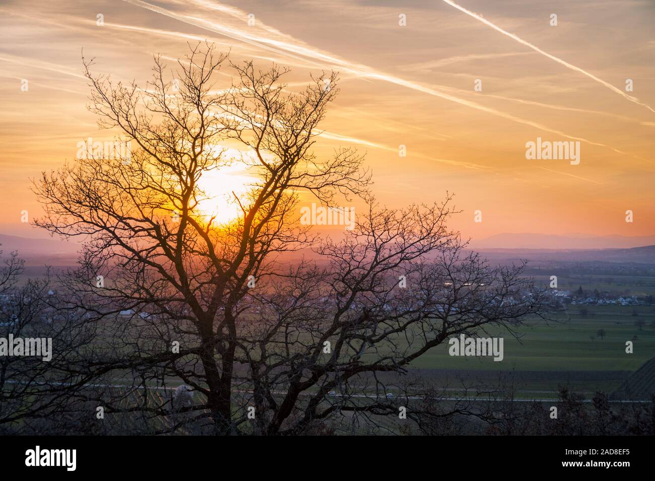 Sunrise con albero in Burgenland Austria Foto Stock