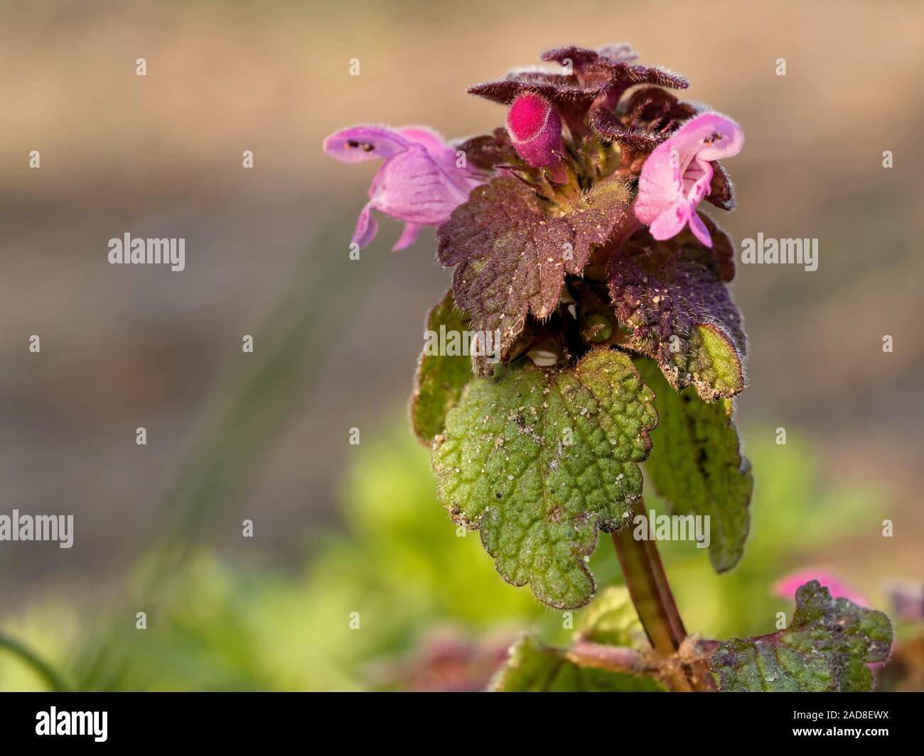 Avvistati morti di ortica Foto Stock