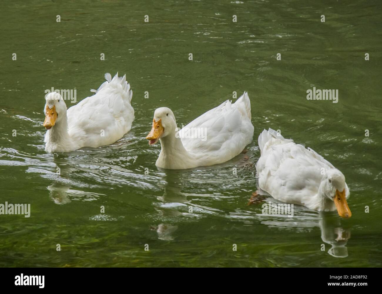 Le anatre domestiche "Anas platyrhynchos' Foto Stock