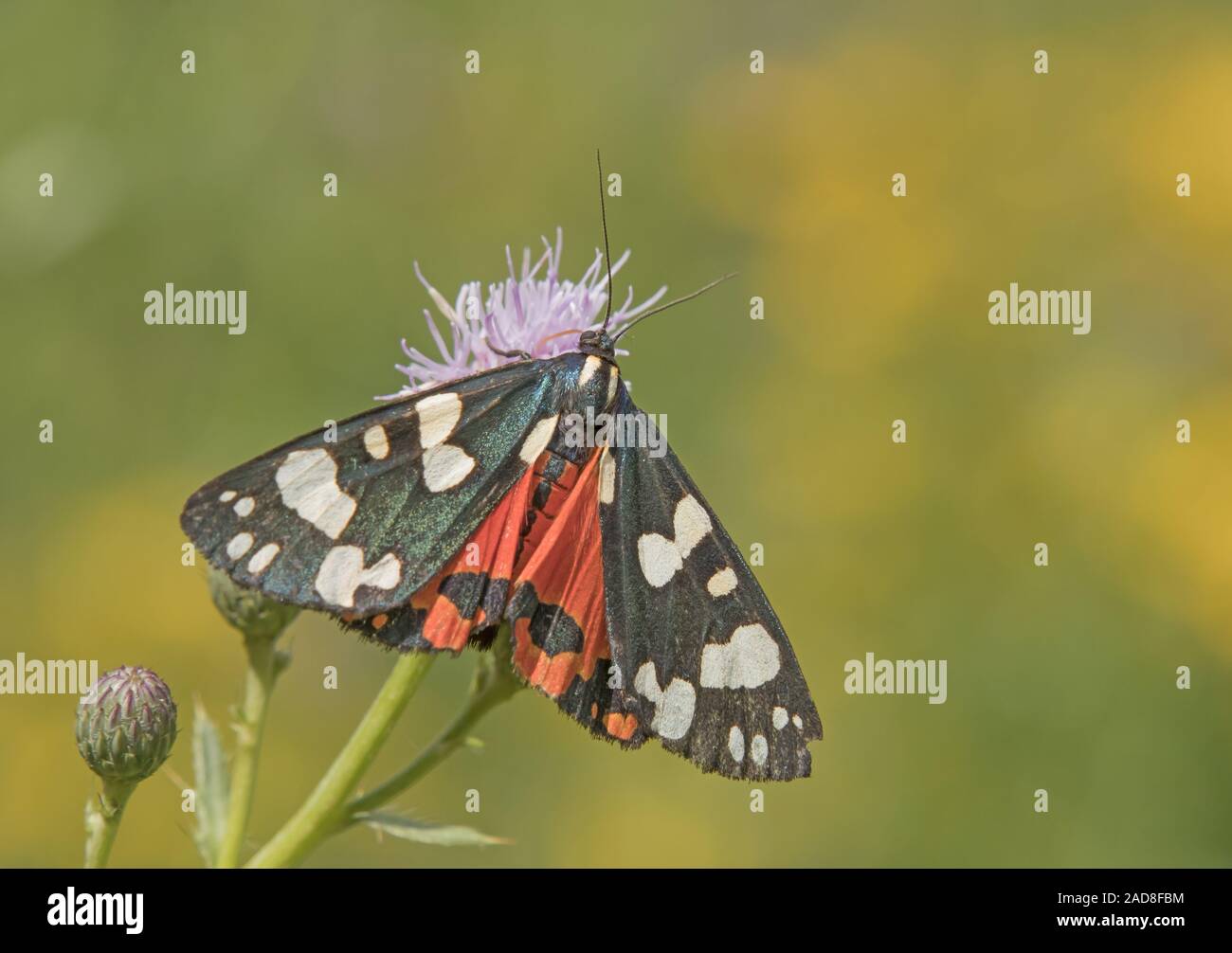 Scarlet tiger moth 'Callimorpha dominula' Foto Stock