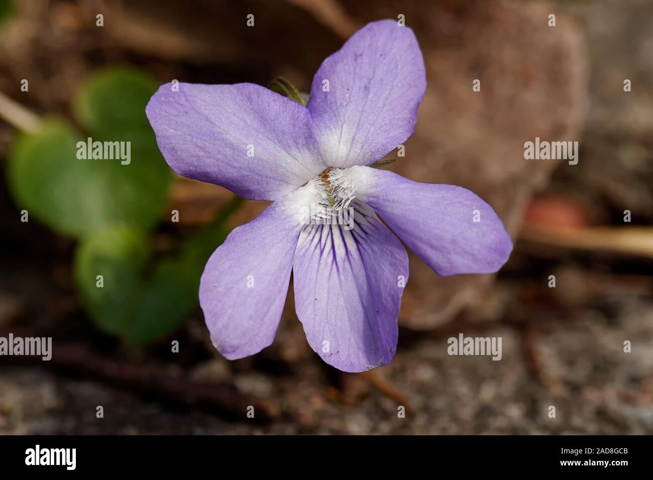 Violetta Foto Stock