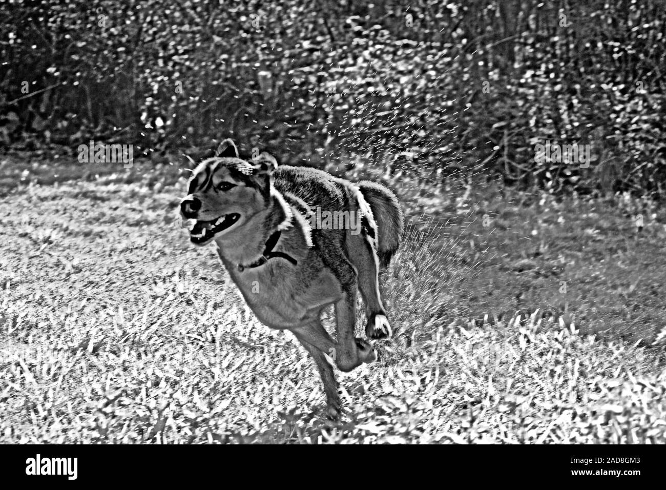 SIBERIAN HUSKY (Canis lupus familiaris). In esecuzione per esercizio di gioiosa. La mattina presto galoppo sulla coperta di rugiada erba con spray consquent evidenziata da Foto Stock