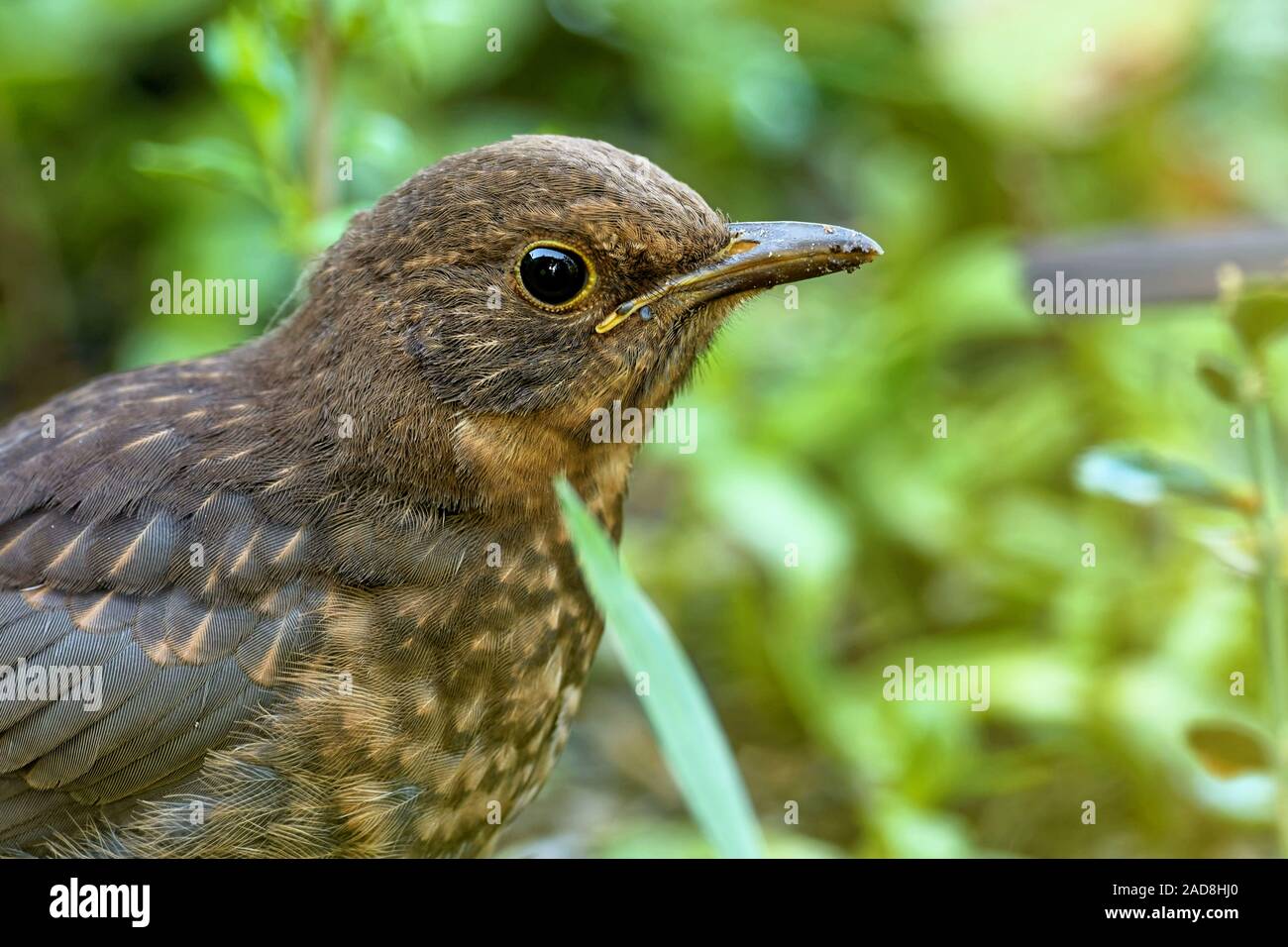 I capretti Amsel Foto Stock