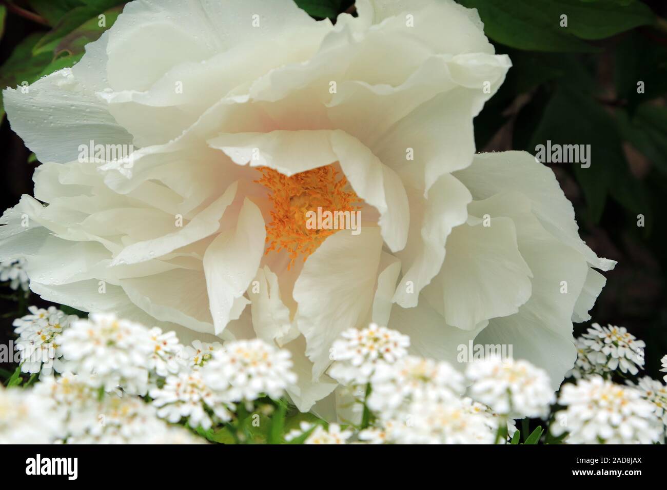 Fiore di peonia giapponese, Paeonia, peonia giapponese Foto Stock