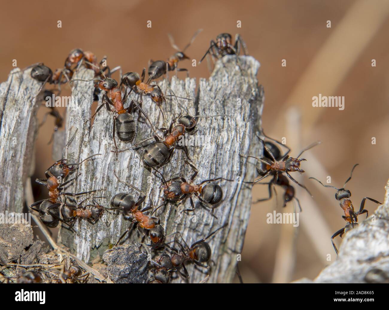 In legno rosso 'ant formica rufa' Foto Stock