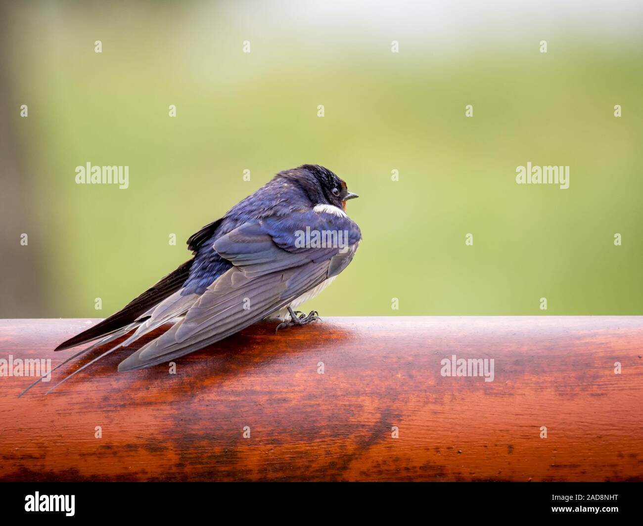 Il fumo swallow è appoggiata su un palo Foto Stock