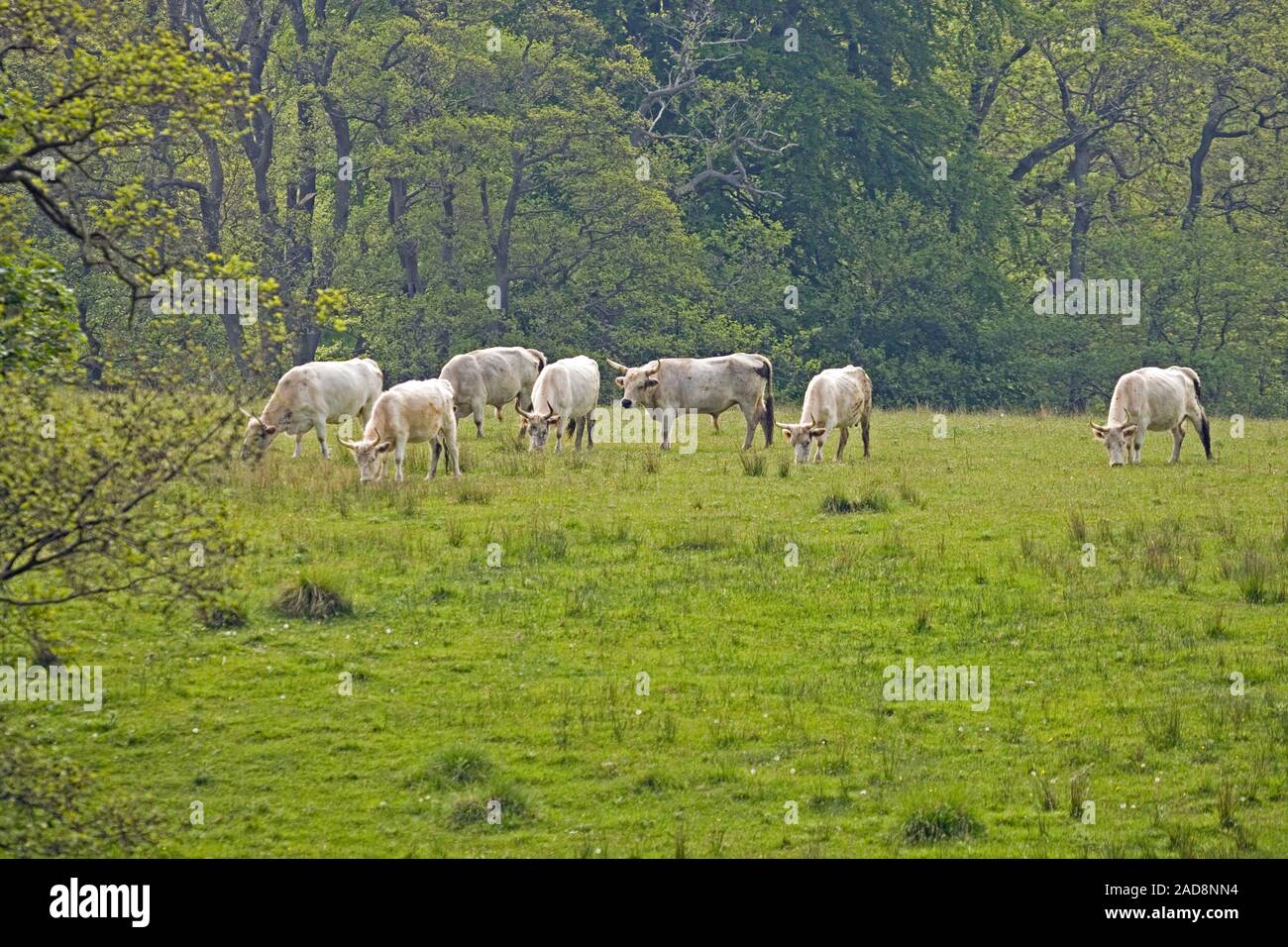 Chillingham bovini (Bos taurus). Tra cui bull, secondo animale da destra e le femmine. Chillingham Park, Northumberland. Foto Stock