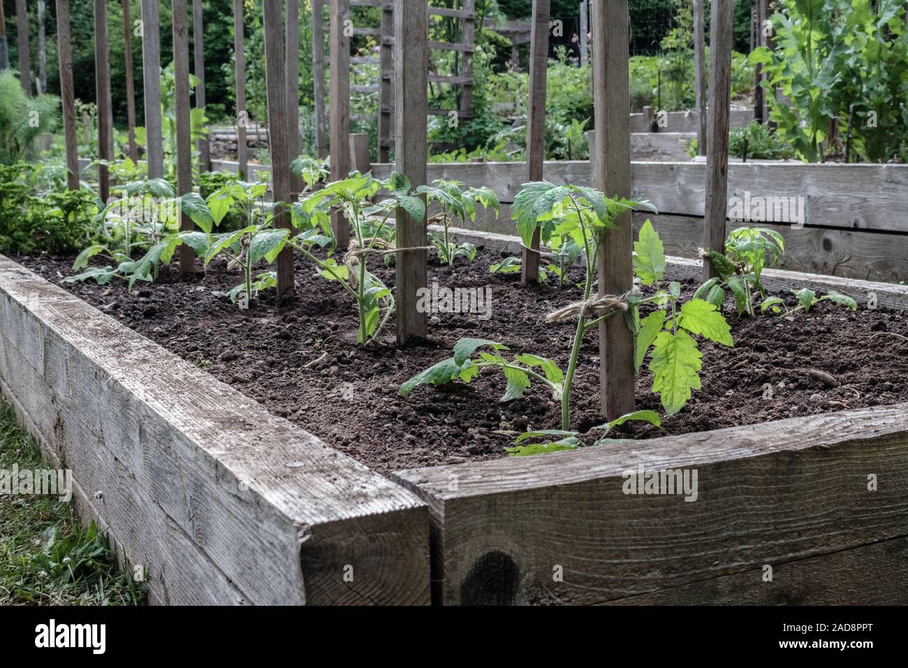 Sani e giovani piante di pomodoro, ciascuno legato ad un paletto di legno per supporto, sono in crescita in un letto sollevata in un cortile giardino alimentare (British Columbia). Foto Stock