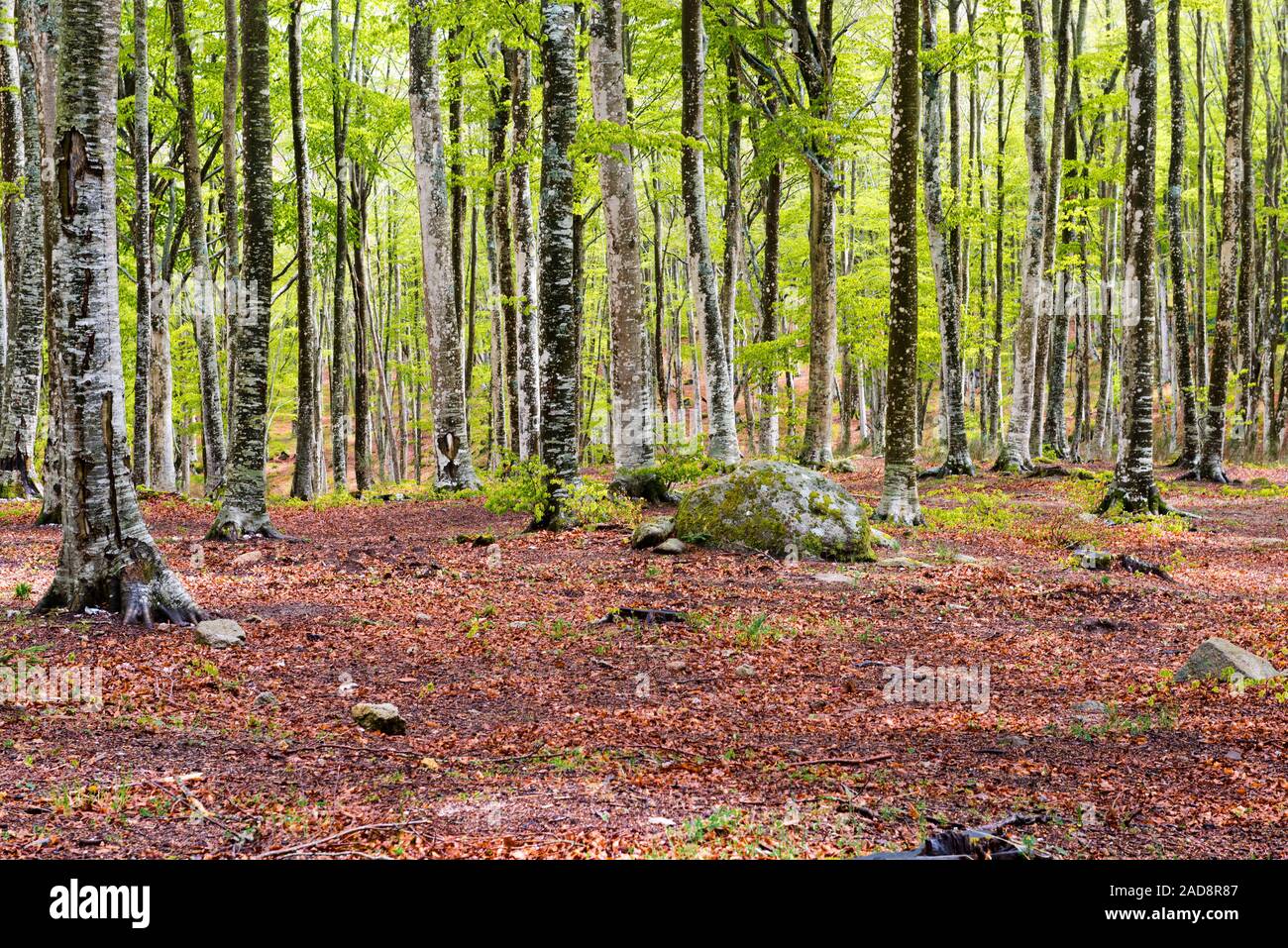 Boschi del Monte Amiata nella stagione primaverile, Toscana, Italia Foto Stock