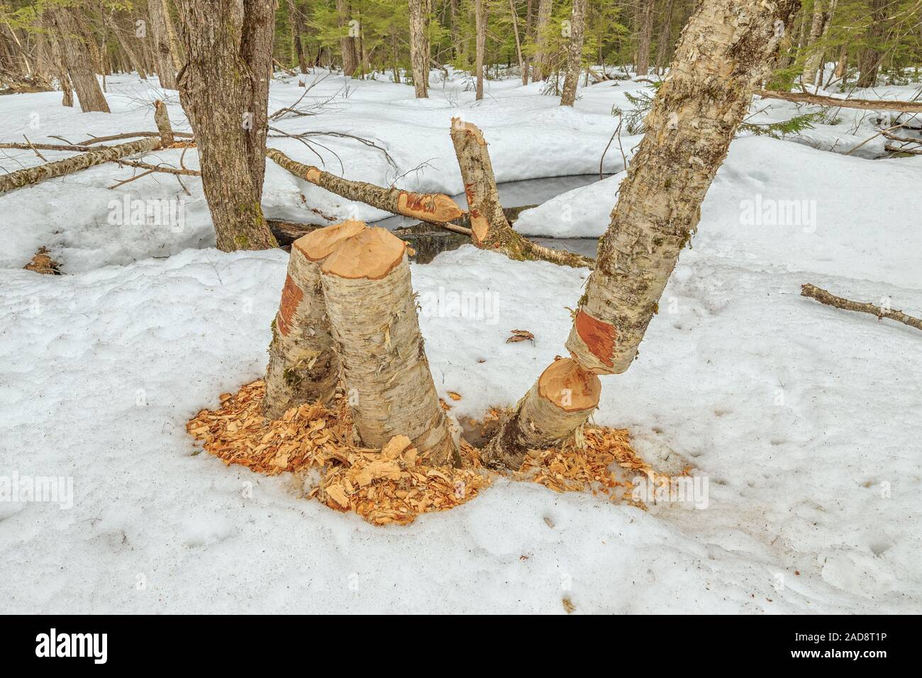Una scena creata da un gruppo di castori occupato. Foto Stock