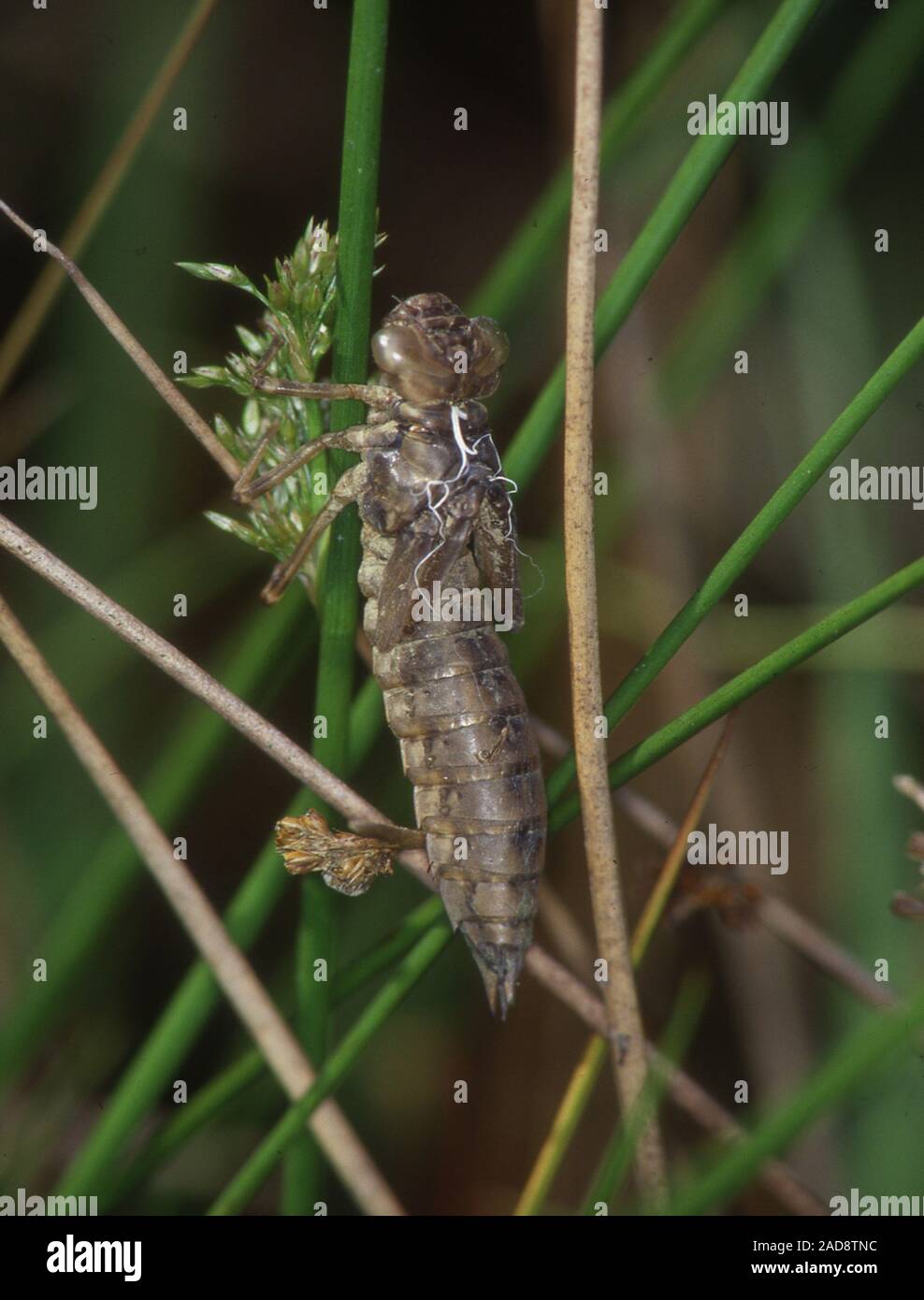 Esuvia di una grande libellula in erba Foto Stock
