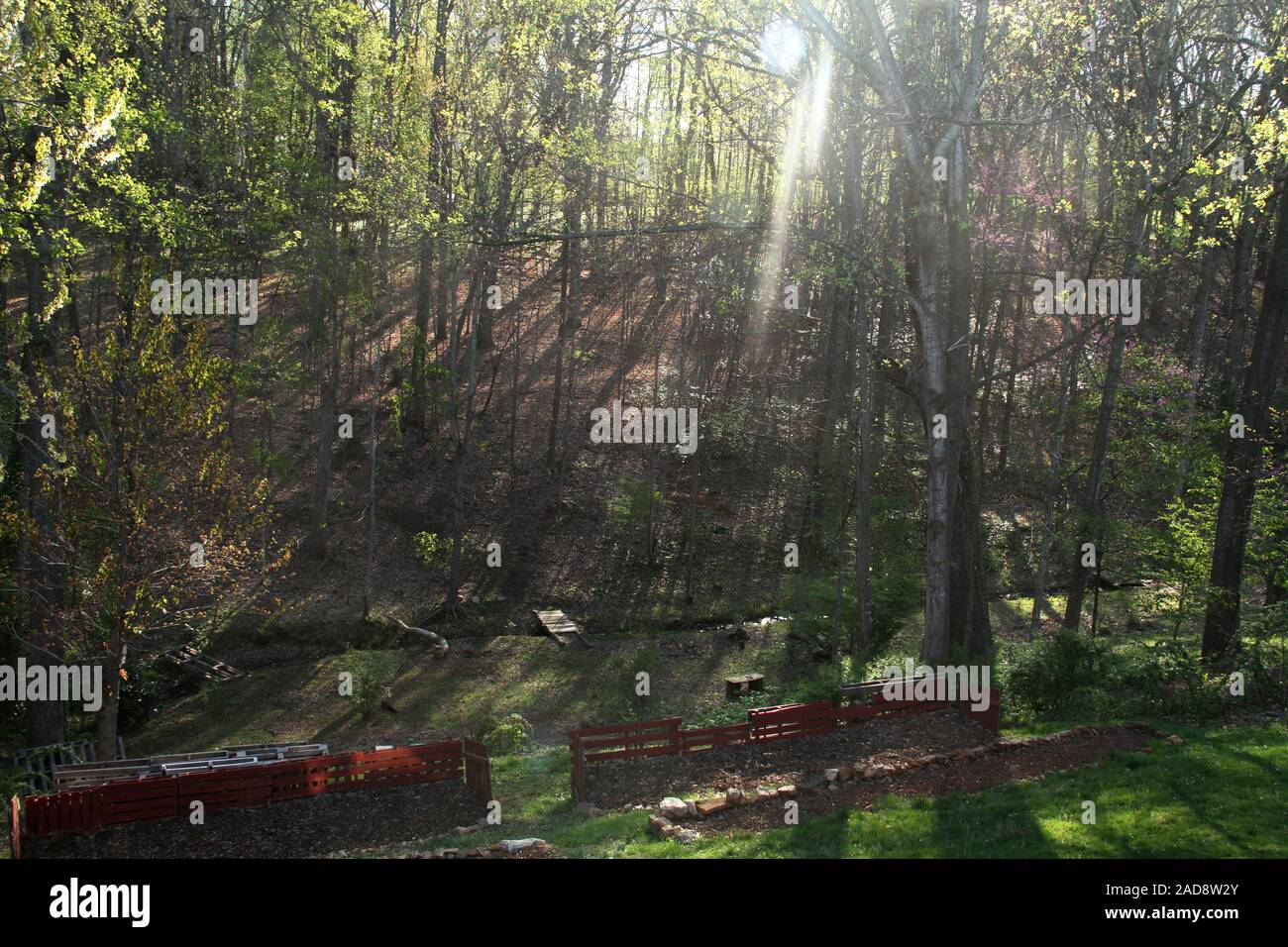 Raggi solari che filtrano attraverso i boschi della Virginia campagna. Nel cortile di una proprietà rurale in Virginia in una giornata di primavera. Foto Stock