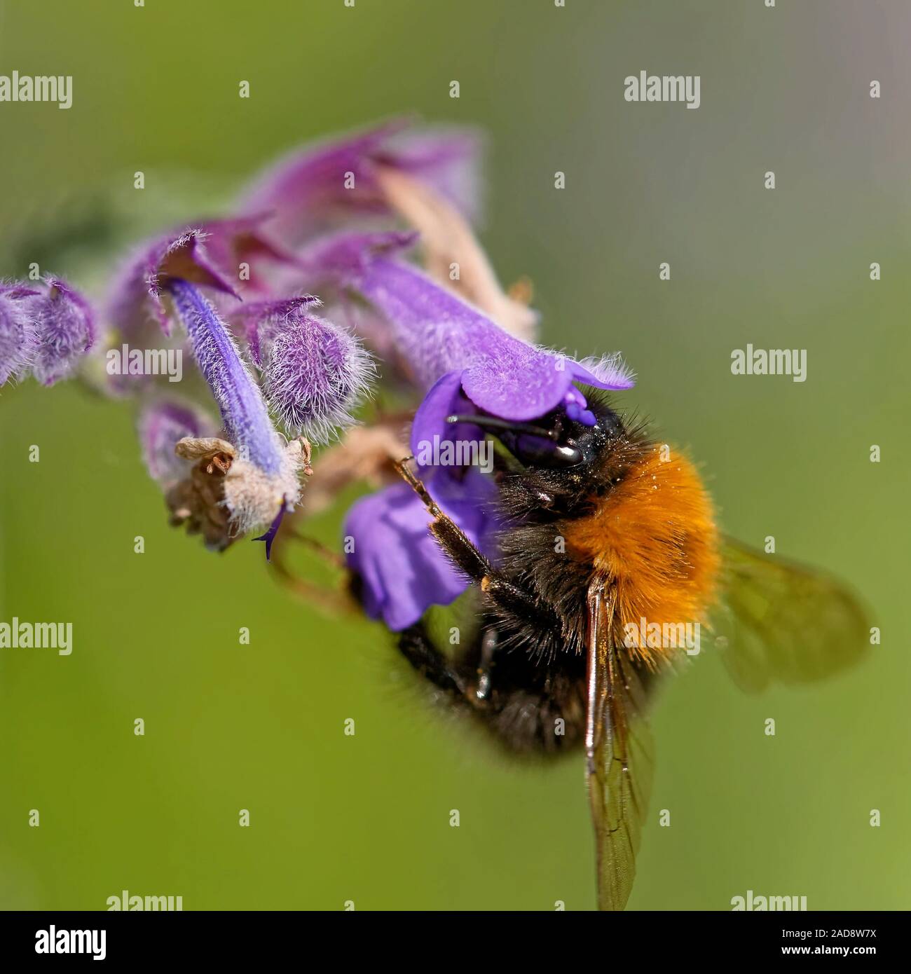 Bombo Foto Stock