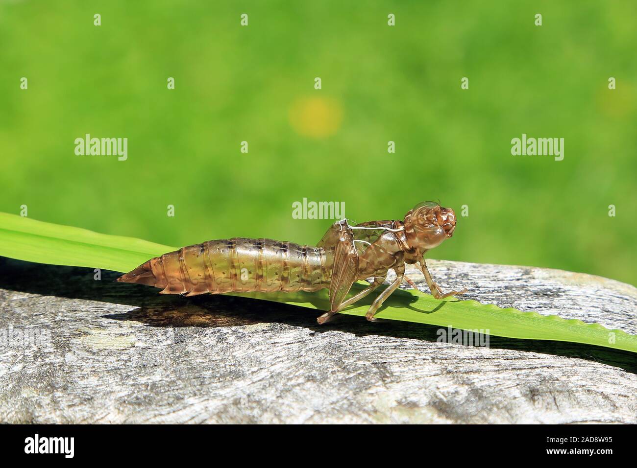 Busta di una larva di libellula, Exuvie Foto Stock