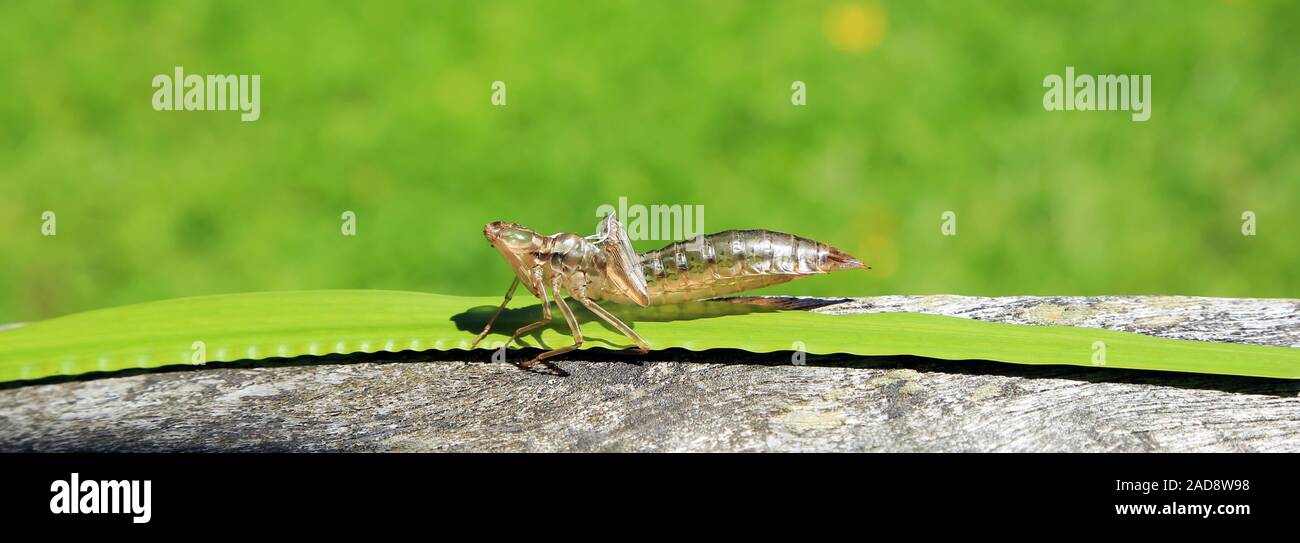 Busta di una larva di libellula, Exuvie Foto Stock