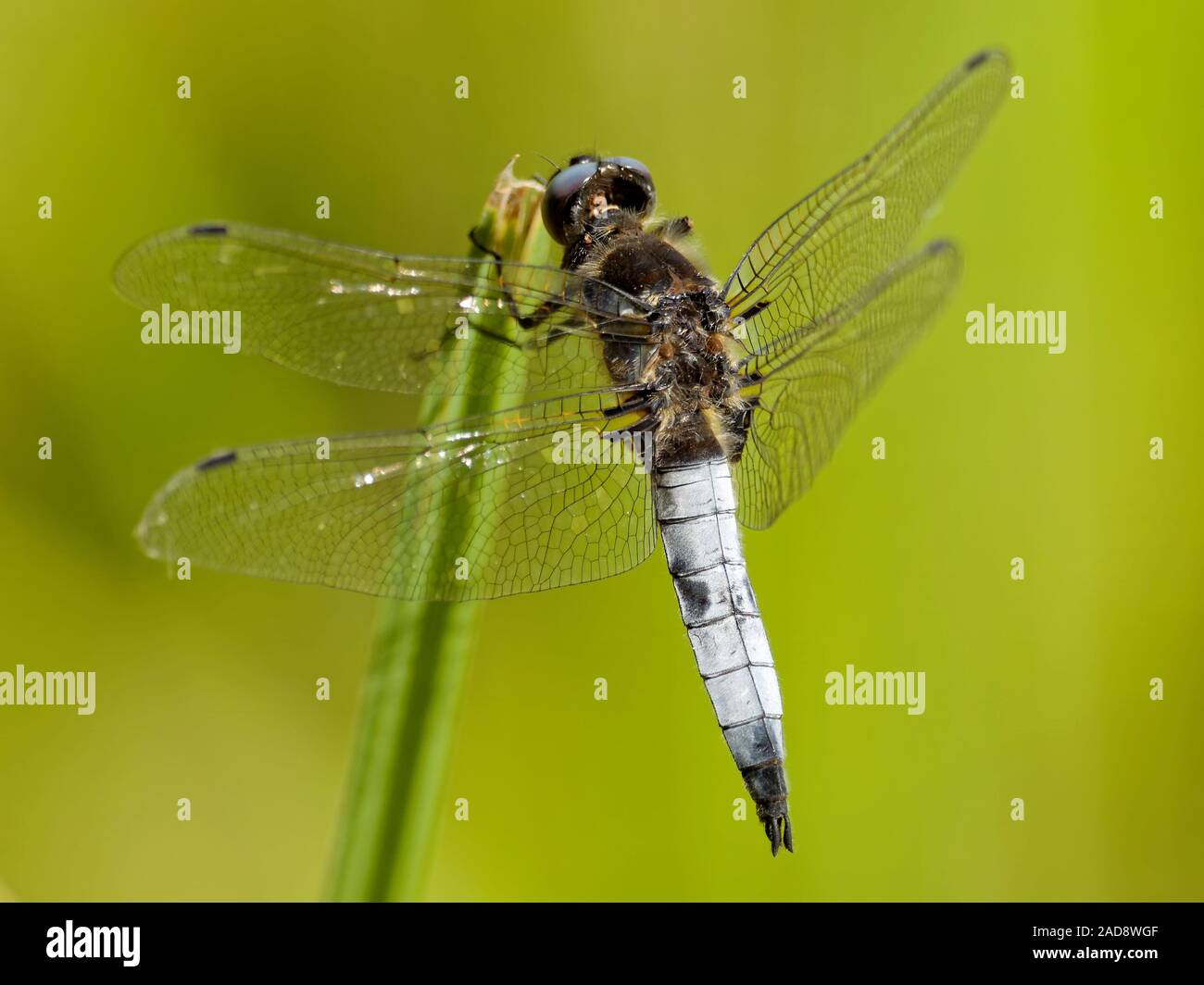 Spot di pizzo Foto Stock