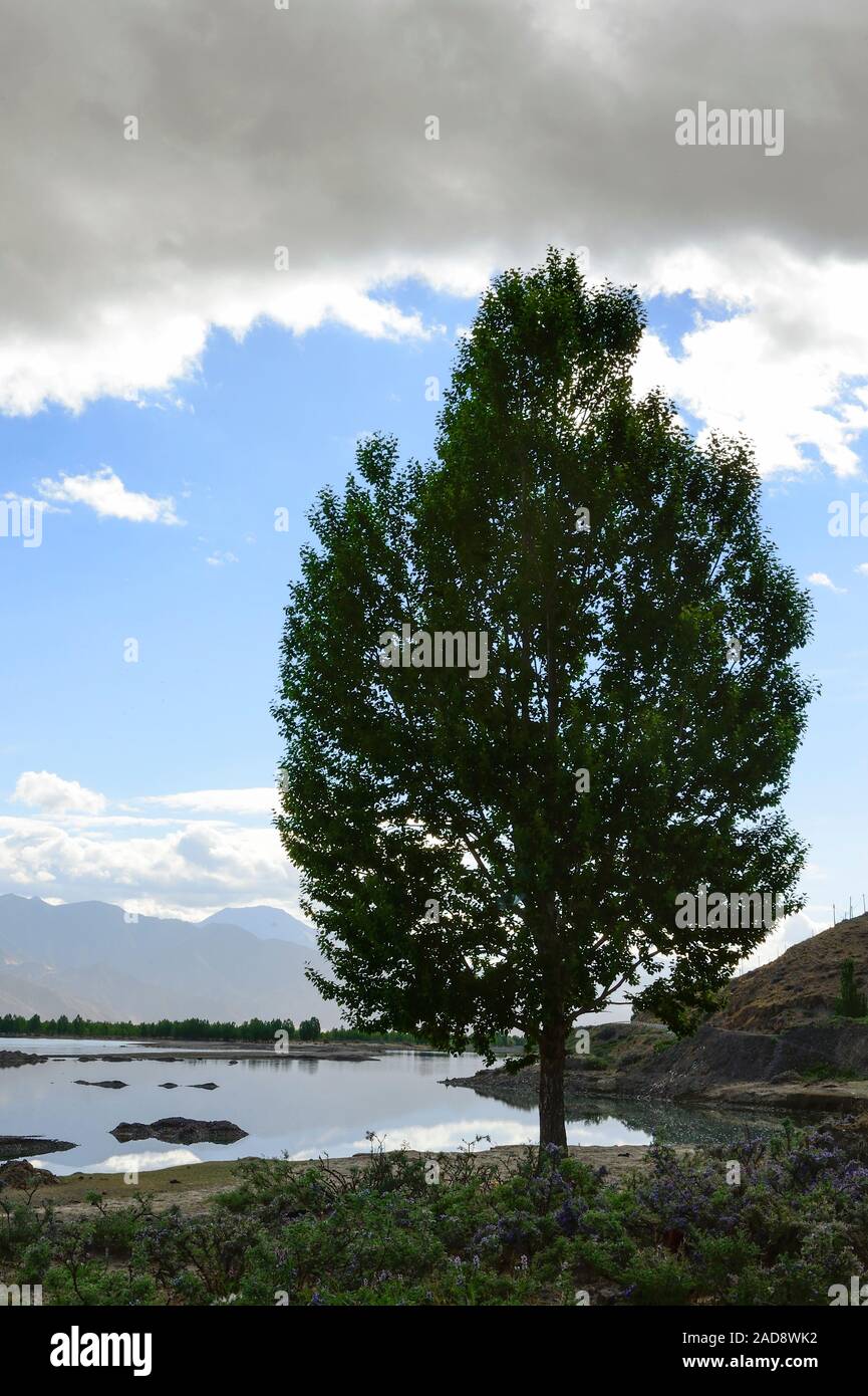 Un unico albero di pino sorge dal bordo di Yarlung Zangbo fiume nella valle Bharma nella regione autonoma del Tibet, Cina. Foto Stock