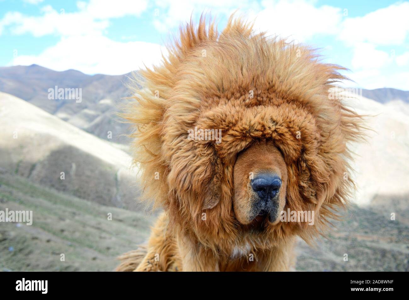 Un clima di vento può essere una sfida accecanti per questi fedeli Il Mastino tibetano cani da guardia di nella regione autonoma del Tibet della Cina. Foto Stock