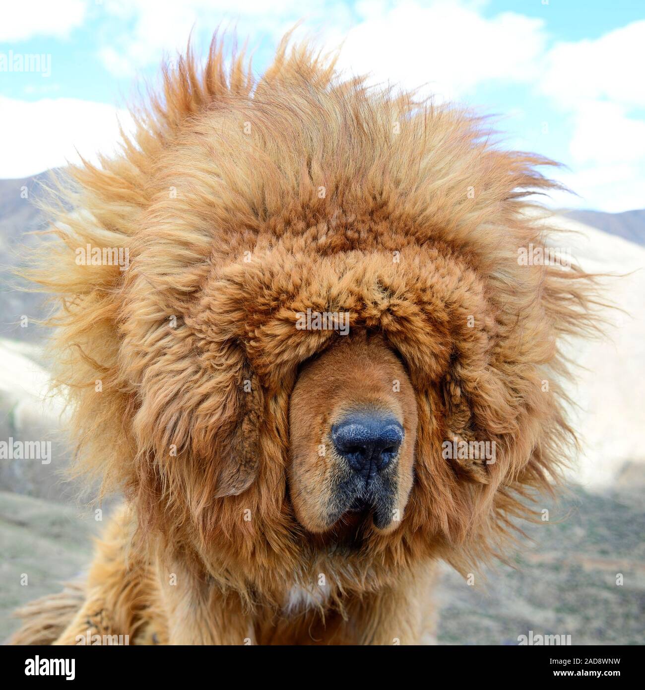 Il leone-come la criniera di un Mastino tibetano soffia selvaggiamente nel ventoso clima della regione autonoma del Tibet in Cina. Foto Stock