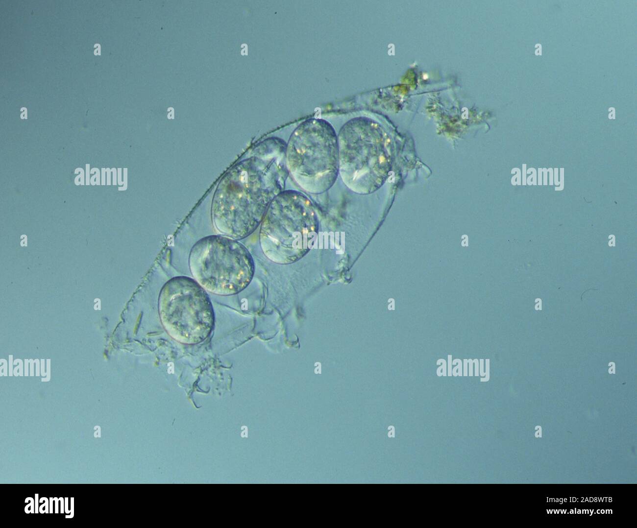 Tardigrada uova nella vecchia pelle Foto Stock
