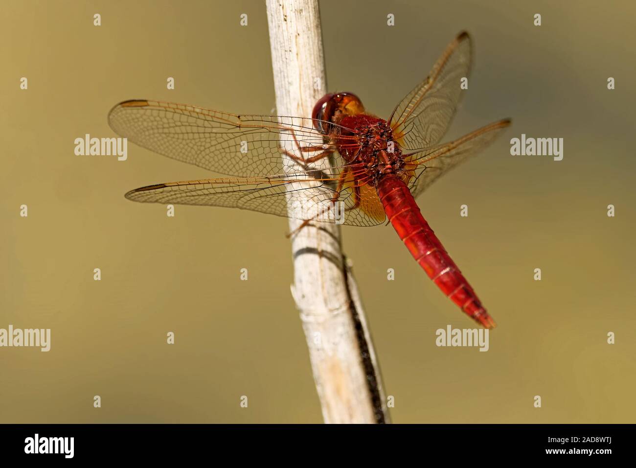 Fire libellula Foto Stock