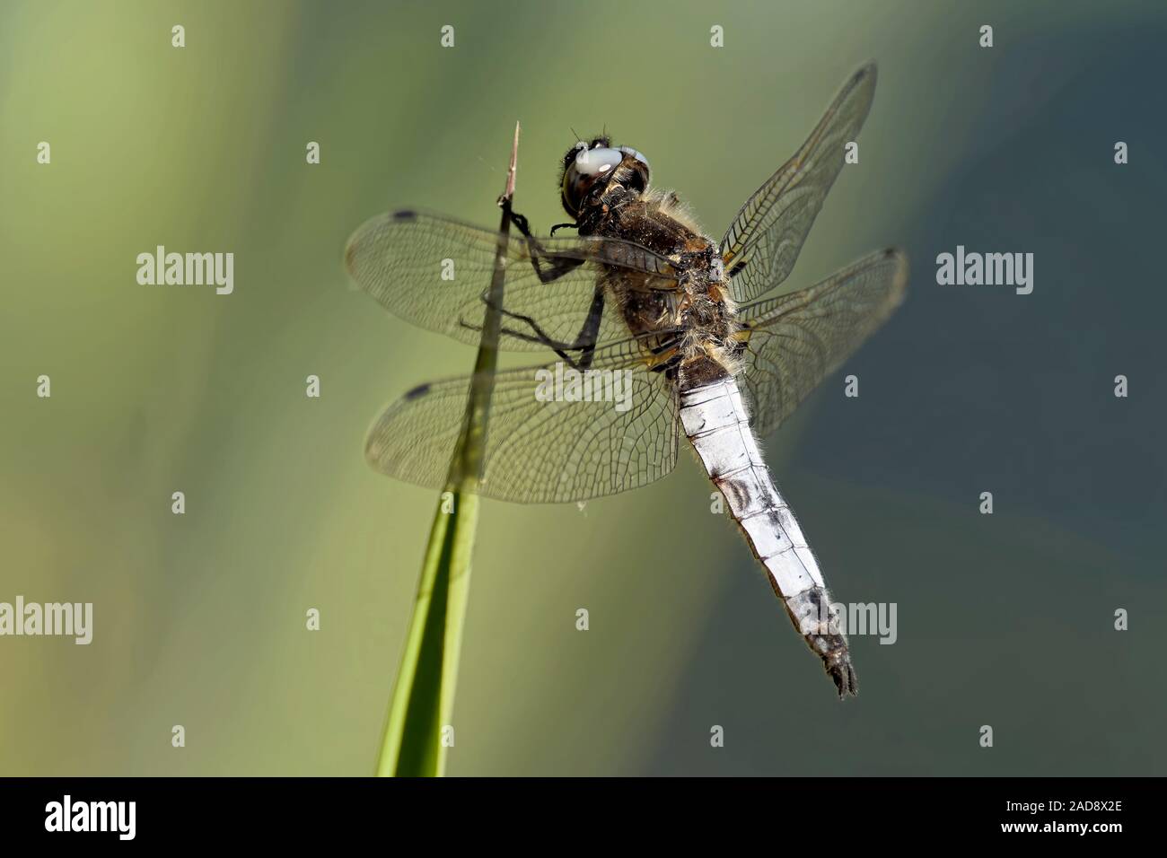 Spot di pizzo Foto Stock