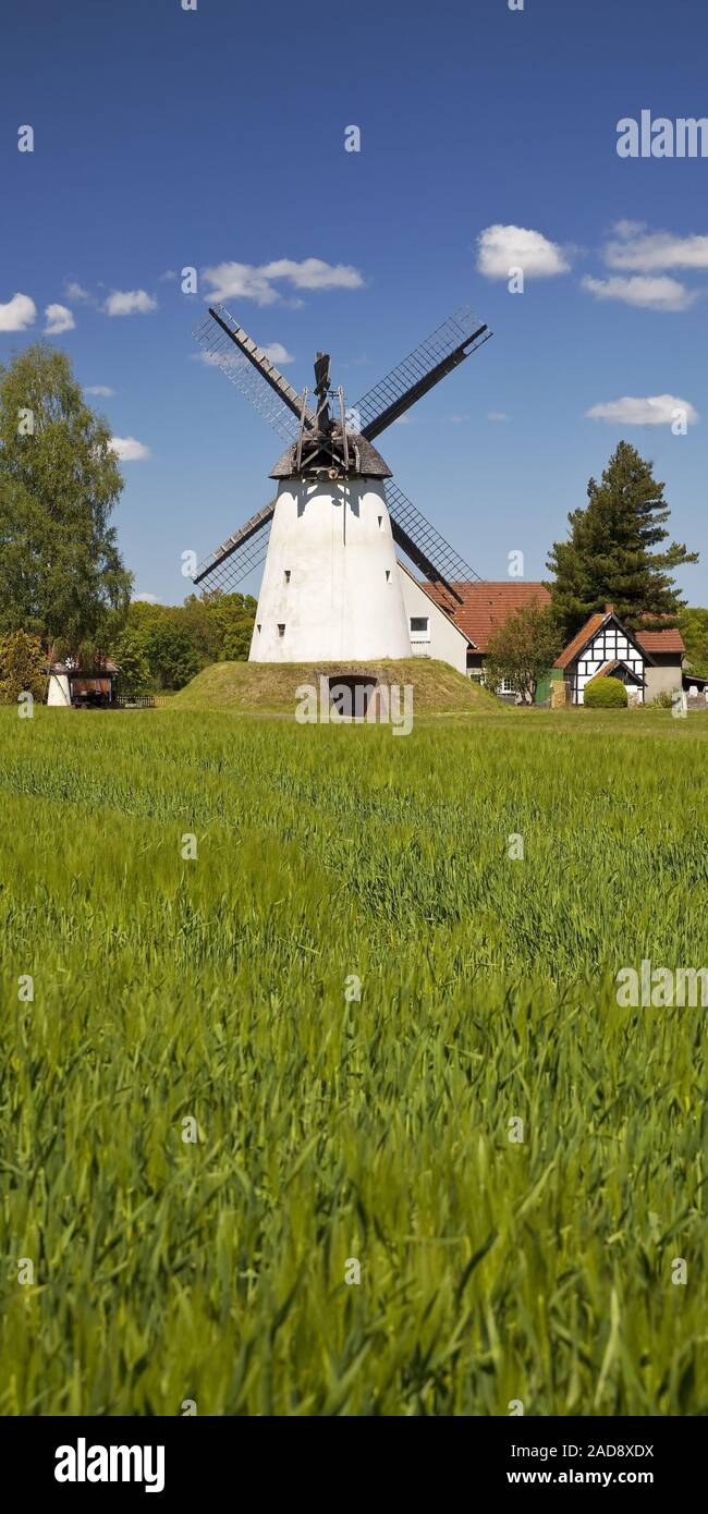 Mulino a vento Wegholmer Muehle, Friedewalde, Petershagen, Renania settentrionale-Vestfalia, Germania, Europa Foto Stock