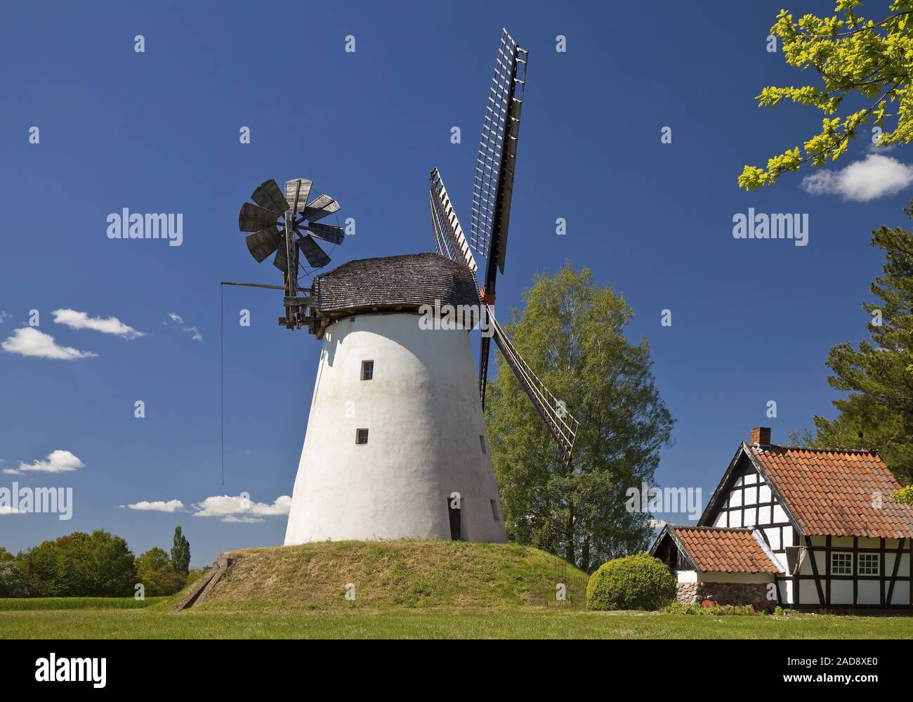 Mulino a vento Wegholmer Muehle, Friedewalde, Petershagen, Renania settentrionale-Vestfalia, Germania, Europa Foto Stock